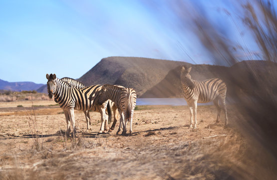 Zebras on sunny wildlife reserve Sanbona Cape Town South Africa