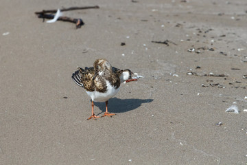 Ruddy Turnstone preening on a sandy beach 