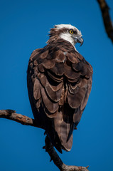 Osprey Closeup