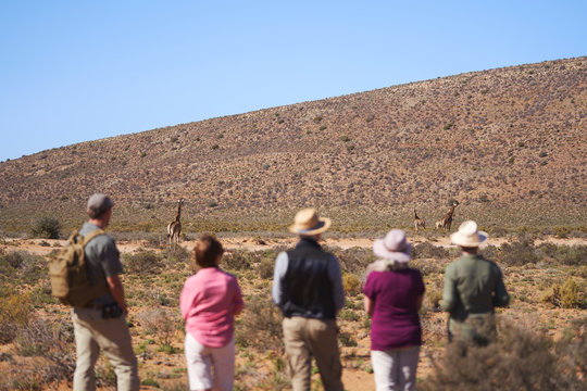 Safari tour group watching giraffes in distance South Africa