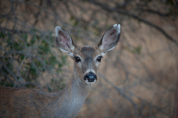 Curious Doe
