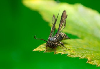 Raspberry clearwing, Pennisetia hylaeiformis on raspberry leaf