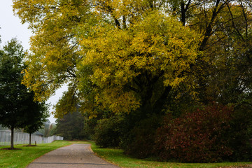 autumn in the park