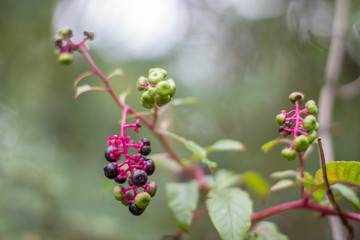 Wild berries on vine