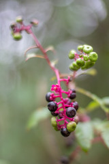 Wild berries on vine