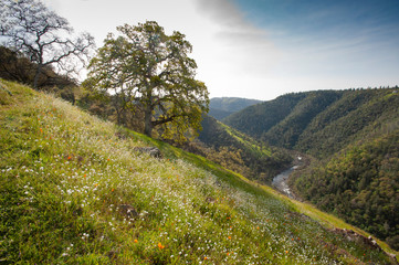 South Fork American River, Coloma