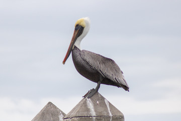 pelican on the beach