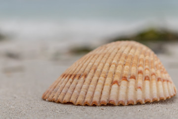 shell on the beach