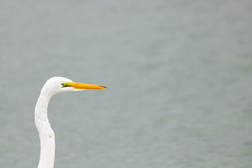 great egret
