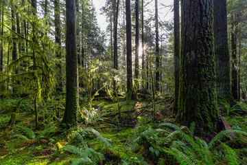 Beautiful Scenic View of the Green and Vibrant Rain Forest during a sunny day after rain fall in wintertime. Taken in Lynn Canyon Park, North Vancouver, British Columbia, Canada.