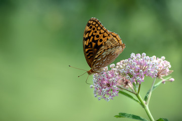 A milkweed flower attracts a great spangled fritillary butterfly where pollination takes place in the course of nature. Beautiful bokeh background.
