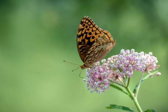A milkweed flower attracts a great spangled fritillary butterfly where pollination takes place in the course of nature. Beautiful bokeh background.