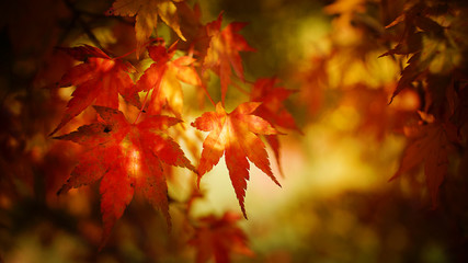 Autumn image:  background formed by leaves and maple tree branches.