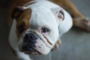 Obraz premium white and brown english bulldog portrait