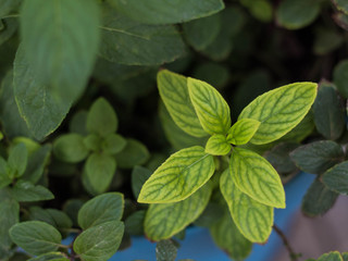 planta de menta, de un huerto familiar