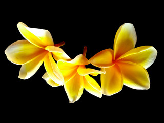 Plumeria flowers or Frangipani flower isolated on black background. Tropical flowers frangipani. Frangipani flowers are many in Bali.