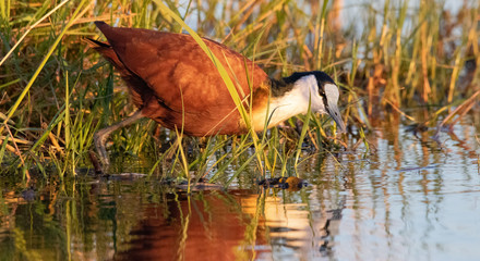 African Jacana