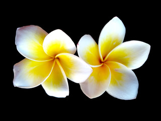 Plumeria flowers or Frangipani flower isolated on black background. Tropical flowers frangipani. Frangipani flowers are many in Bali.