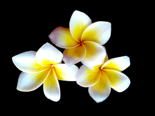 Plumeria flowers or Frangipani flower isolated on black background. Tropical flowers frangipani. Frangipani flowers are many in Bali.