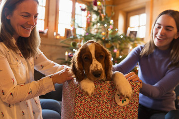 Mother and daughter playing with dog in Christmas gift box