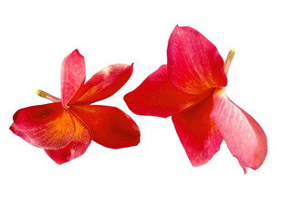 Plumeria flowers or Frangipani flower isolated on white background. Tropical flowers frangipani. Frangipani flowers are many in Bali.