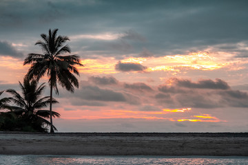 sunset palms 1