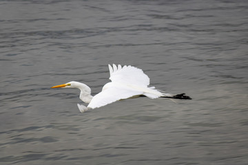 Fototapeta na wymiar great white egret in flight