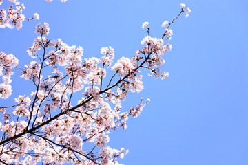 さくら　青空