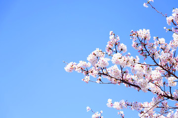 さくら　青空