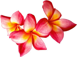 Plumeria flowers or Frangipani flower isolated on white background. Tropical flowers frangipani. Frangipani flowers are many in Bali.