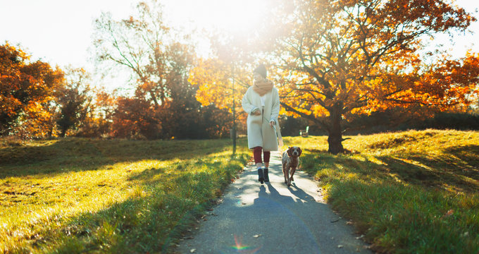 Young woman walking dog in sunny autumn park
