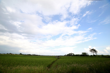 landscape with green field and blue sky