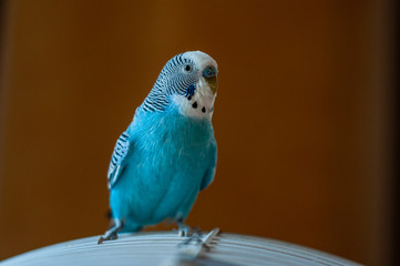 A cute, beautiful parrot breed wavy turquoise color sits on its cage from above.