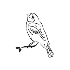 Vector line bird logo, pigeon silhouette, flying abstract logo, icon isolated.