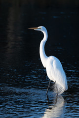 Great Egret in dark background © allybuster