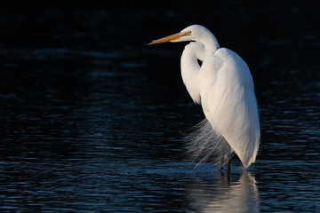 Great Egret with dark background in landscape mode