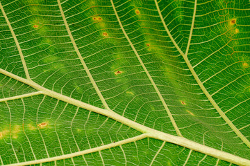 green leaf close-up as a background