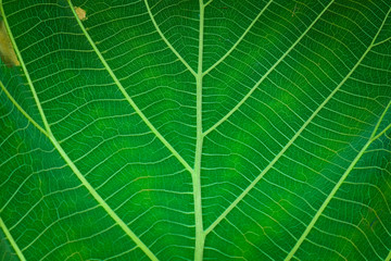 Green leaf texture macro image. Great organic texture.