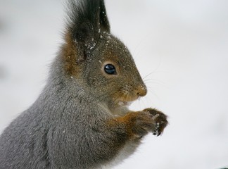 squirrel on white background