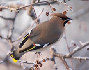 bird on a branch