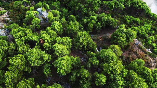 aerial top view of a nice structured ground and saturated green trees