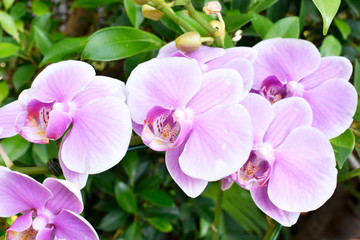Fototapeta na wymiar Beautiful pink-purple flowers blooming in the garden, with fresh green leaves.