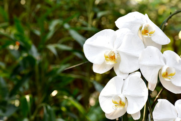 Naklejka na ściany i meble White flowers on a blurred background in the garden