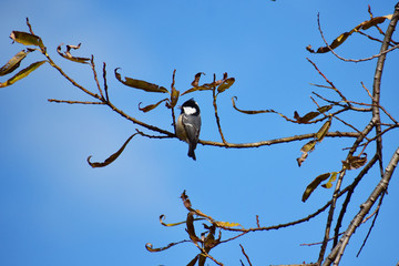 枯れ木でさえずる秋のヒガラ