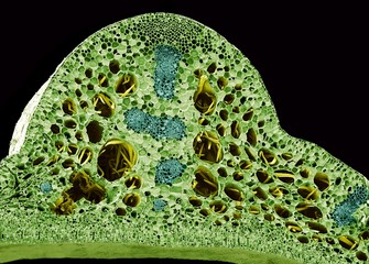 Water lily stem, SEM
