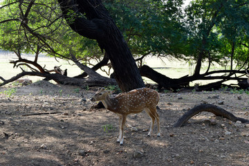 standing Deer in Jungle with Side Face Background Image 