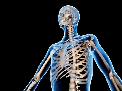 Upper body skeleton, computer artwork