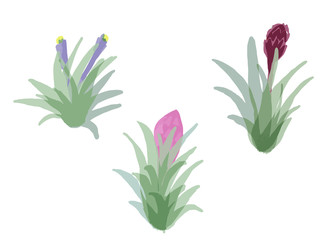 Air Plants with Flower