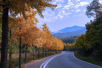 Fototapeta premium Memory of last fall (The way to go Hawhemaeul), Andong, Gyoungsangbukdo, Korea