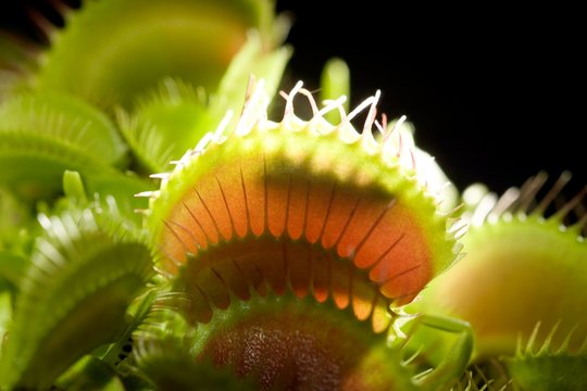 Venus flytrap (Dionaea muscipula)